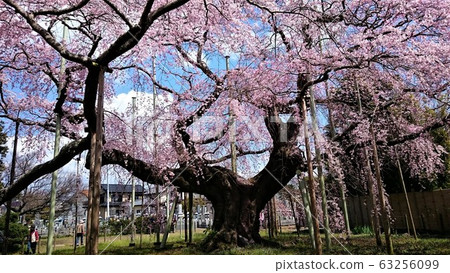 Weeping cherry blossoms-Ibaraki "Hanwakuin" boasts an aesthetic of an estimated 400 years old (5) 63256099