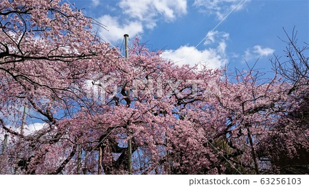 垂枝櫻木茨城“ Hanwakuin”擁有400年的美感(9) 垂枝櫻木茨城“ Hanwakuin”擁有400年的美感(9) 63256103