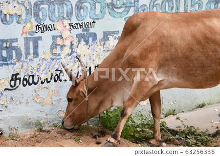 Indian stray cattle 63256338