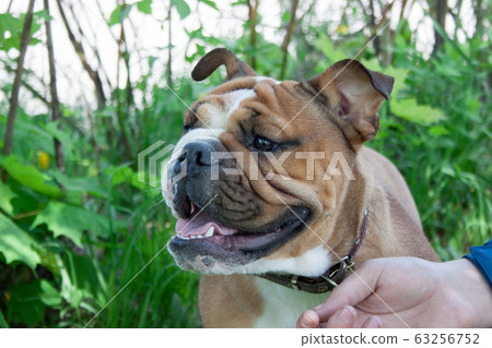 English bulldog is sitting on a green meadow. 63256752