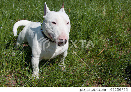 Miniature bull terrier is sitting in a green grass Miniature bull terrier is sitting in a green grass 63256753
