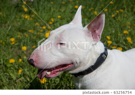 Miniature bull or english bull terrier. 63256754