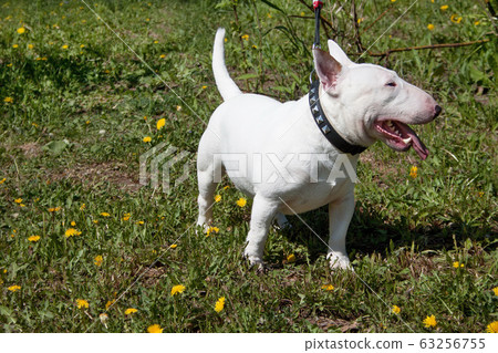 Miniature bull terrier standing on a green meadow. Miniature bull terrier standing on a green meadow. 63256755