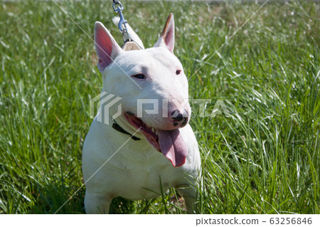 White miniature bull terrier close up. English 63256846