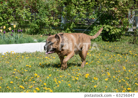 Canary mastiff is walking on a green meadow. Canary mastiff is walking on a green meadow. 63256847
