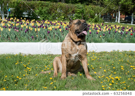 Canary mastiff is sitting near a flower bed with Canary mastiff is sitting near a flower bed with 63256848