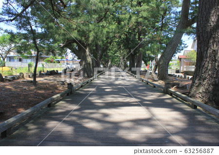 通往松原和神社的道路日本的新三景〜美穗的松原〜 通往松原和神社的道路日本的新三景〜美穗的松原〜 63256887