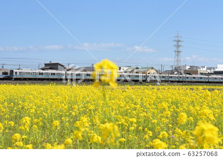 Romance Car Rape Flower Odakyu Odawara Line 63257068