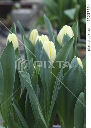Yellow tulips on field Yellow tulips on field 63257564