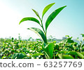 tree top of green tea in the tea field 63257769
