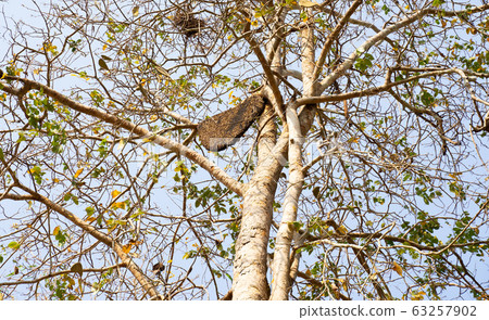 beehive beehive 63257902