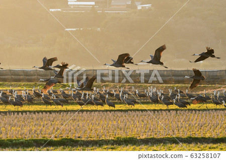 Crane, navel 63258107