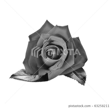 Back rose  on  white  backghround. 63258211