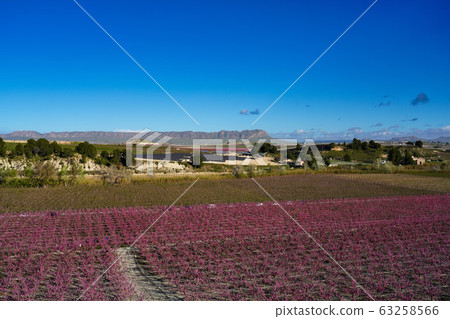 Peach blossom in Cieza La Torre in the Murcia 63258566