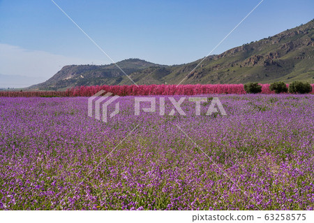 Peach blossom in Jumilla in the Murcia region in Peach blossom in Jumilla in the Murcia region in 63258575