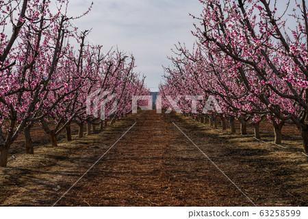 Peach blossom in Cieza, Soto de la Zarzuela in the 63258599