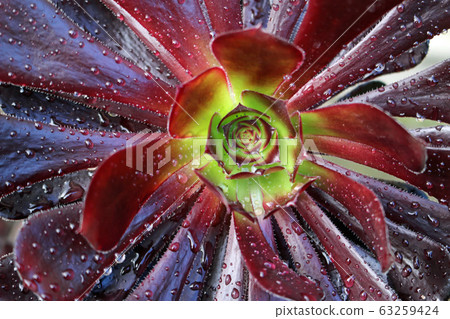 Purple tree houseleek 63259424