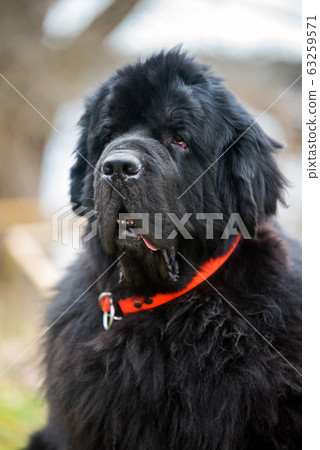 Black Newfoundland giant size dog close-up outside 63259571