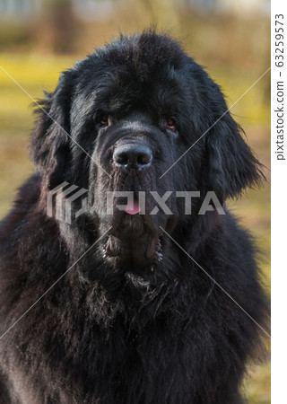Black Newfoundland giant size dog close-up outside Black Newfoundland giant size dog close-up outside 63259573