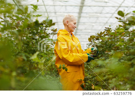 Gardener cutting branches 63259776
