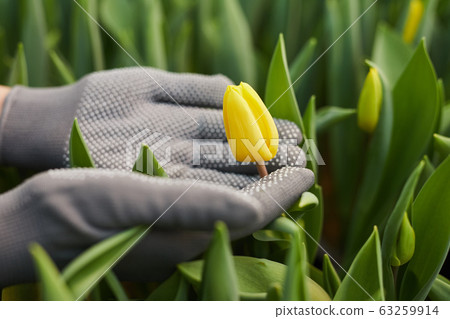 Tulips in greenhouse 63259914