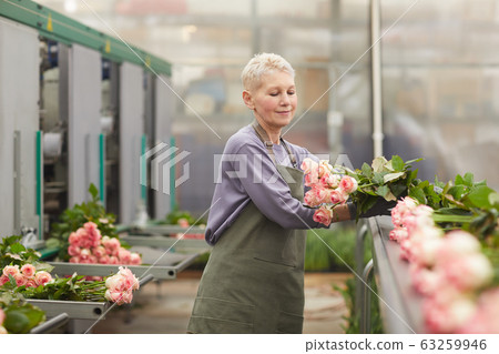 Gardener working with roses Gardener working with roses 63259946