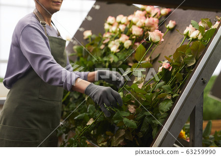 Woman busy with roses Woman busy with roses 63259990