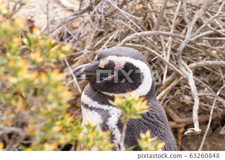 Magellanic penguin close up. Punta Tombo penguin Magellanic penguin close up. Punta Tombo penguin 63260848