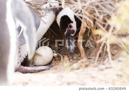 Magellanic penguin incubating egg. Punta Tombo Magellanic penguin incubating egg. Punta Tombo 63260849