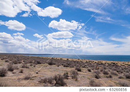 Punta Tombo beach day view, Patagonia, Argentina 63260856