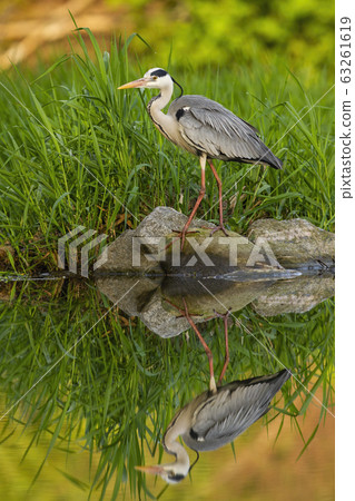 Still grey heron standing on a rock on river bank at summer sunset 63261619