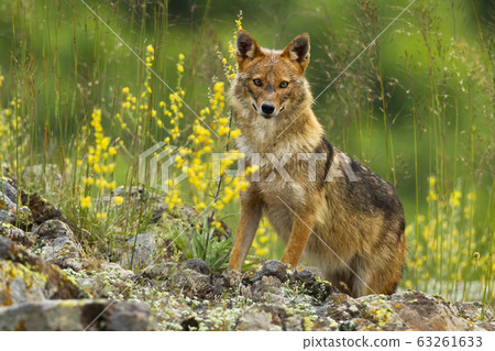 Curious golden jackal standing on rocks and looking to camera in summer 63261633
