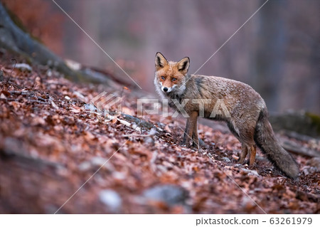 Red fox with beautiful long puffy tail posing in the autumnal nature 63261979