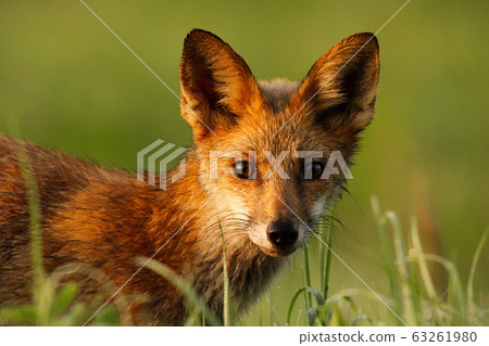 Close-up of a red fox wet from morning dew looking to camera on summer morning. 63261980