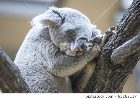 [Nap / Sleep image] Koala sleeping 63262117