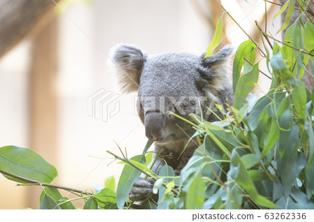 [考拉]考拉吃桉樹葉 63262336