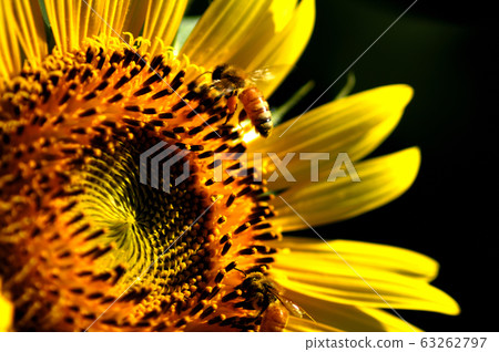Summer flower Sunflower 63262797