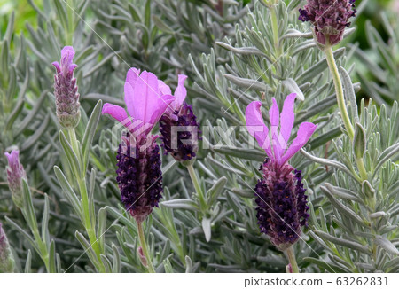 Spanish lavender (lat.- lavandula stoechas) Spanish lavender (lat.- lavandula stoechas) 63262831