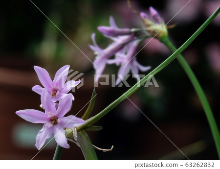 Blooming decorative Garlic (lat.Allium sativum) Blooming decorative Garlic (lat.Allium sativum) 63262832