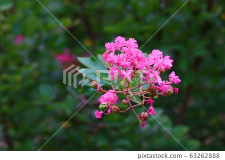 維羅尼卡花 維羅尼卡花 63262888