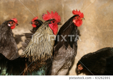 Cheonggye chicken 63262891