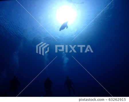 海龜 海龜 63262915