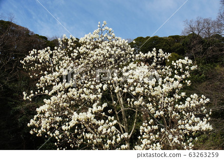 鬱金香木蘭 鬱金香木蘭 63263259