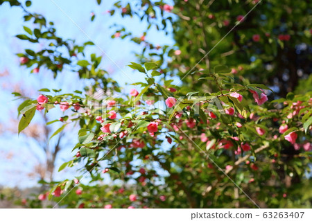 Camellia flower roserose 63263407