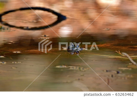 Bullfrog waiting for prey Bullfrog waiting for prey 63263462