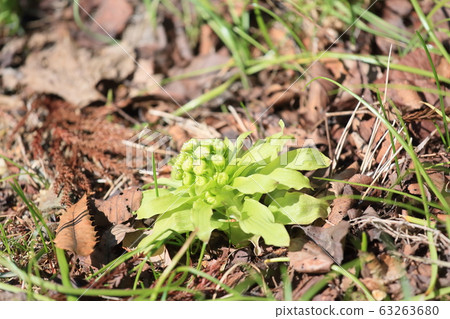 Fukinoto Fukinoto 63263680