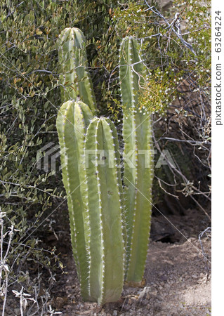 Scene of  of Senita Cactus, Pachycereus schottii 63264224