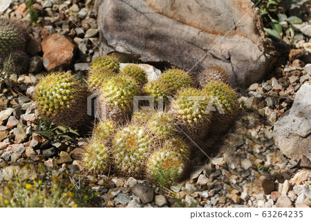 View of Pincushion Cactus, Mammillaria marksiana 63264235
