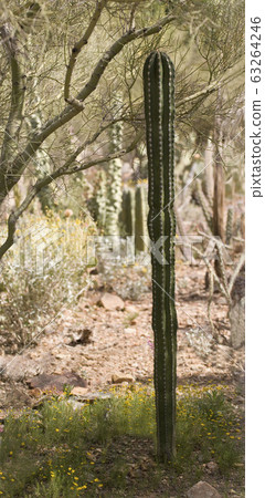 View of a Hecho Cactus, Pachycereus 63264246