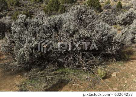 Big Sagebrush, Artemisia tridentata, found in arid 63264252